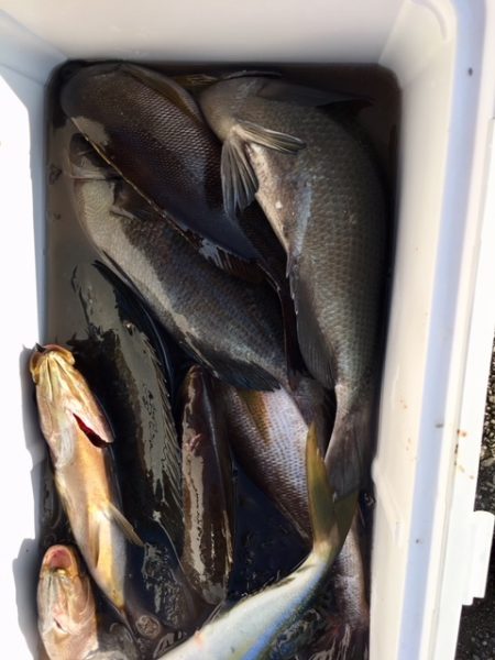 鵜来島家本渡船 釣果