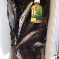 鵜来島家本渡船 釣果