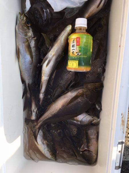 鵜来島家本渡船 釣果