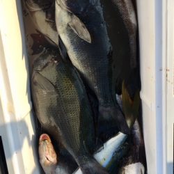 鵜来島家本渡船 釣果