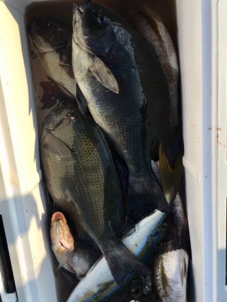 鵜来島家本渡船 釣果