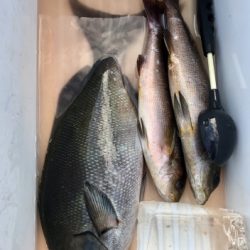 鵜来島家本渡船 釣果