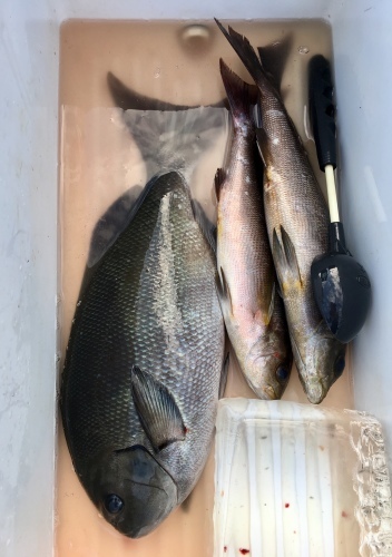 鵜来島家本渡船 釣果