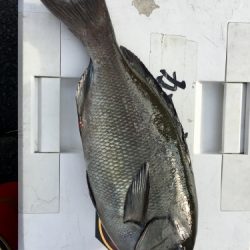 鵜来島家本渡船 釣果