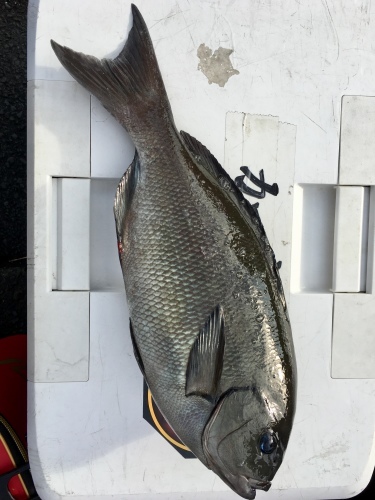 鵜来島家本渡船 釣果