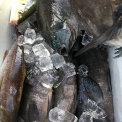 鵜来島家本渡船 釣果