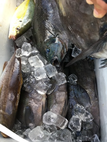 鵜来島家本渡船 釣果