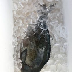 鵜来島家本渡船 釣果