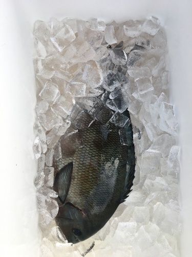 鵜来島家本渡船 釣果