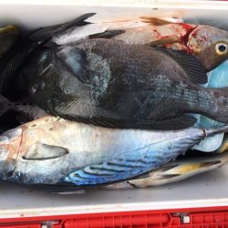 鵜来島家本渡船 釣果