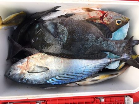 鵜来島家本渡船 釣果