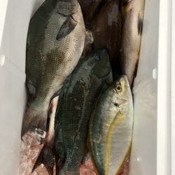 鵜来島家本渡船 釣果