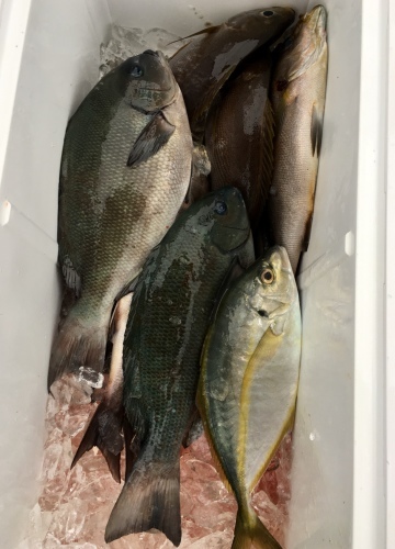 鵜来島家本渡船 釣果