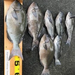 鵜来島家本渡船 釣果