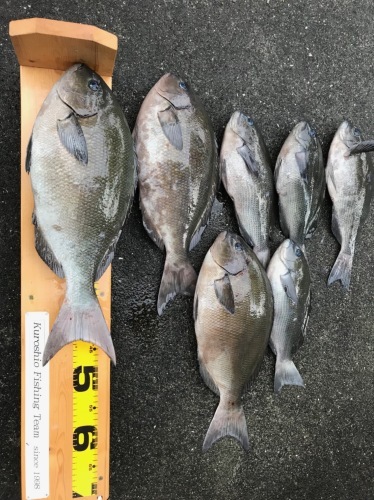 鵜来島家本渡船 釣果