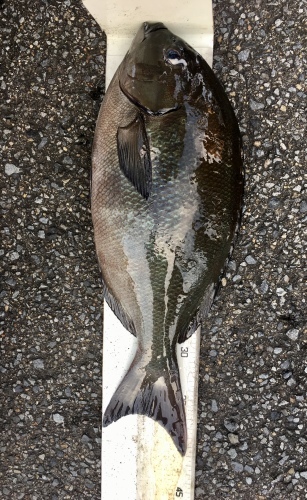 鵜来島家本渡船 釣果