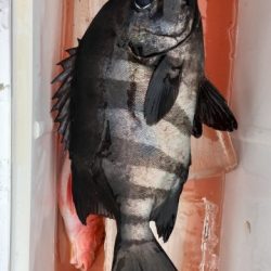 鵜来島家本渡船 釣果