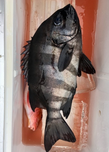 鵜来島家本渡船 釣果