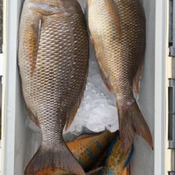 鵜来島家本渡船 釣果