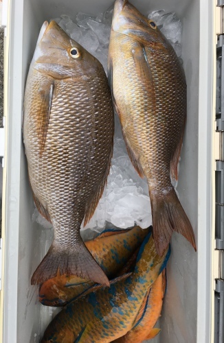 鵜来島家本渡船 釣果