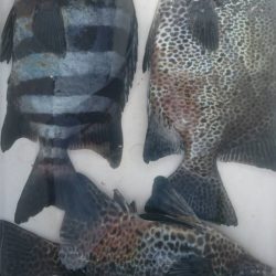 鵜来島家本渡船 釣果