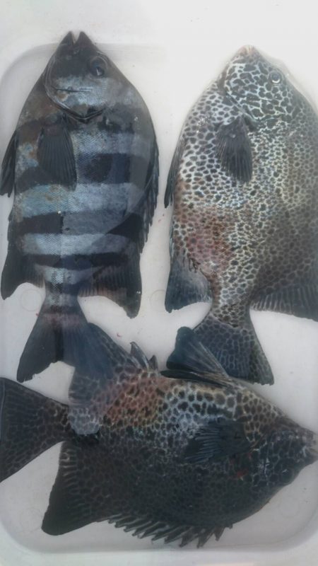 鵜来島家本渡船 釣果