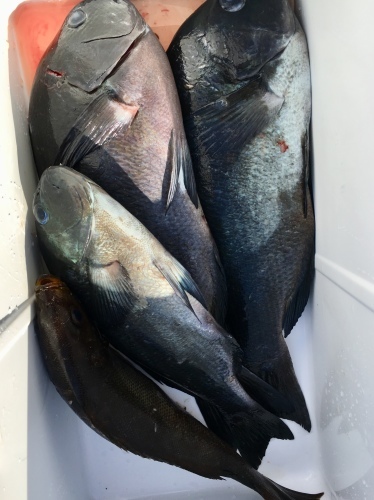 鵜来島家本渡船 釣果