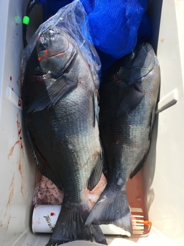 鵜来島家本渡船 釣果