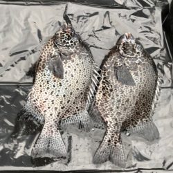 鵜来島家本渡船 釣果