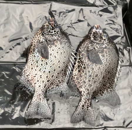 鵜来島家本渡船 釣果