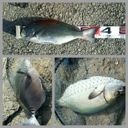 鵜来島家本渡船 釣果