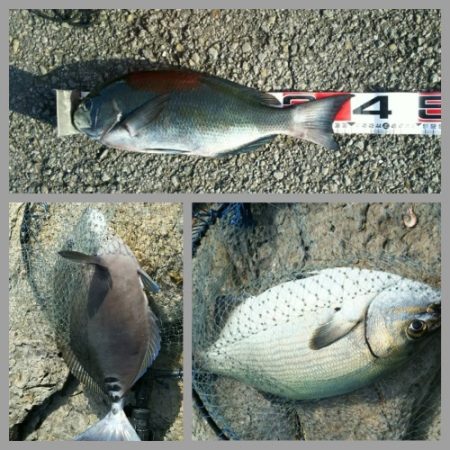 鵜来島家本渡船 釣果