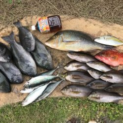 鵜来島家本渡船 釣果