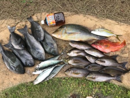 鵜来島家本渡船 釣果