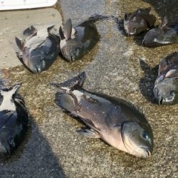 鵜来島家本渡船 釣果