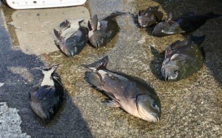 鵜来島家本渡船 釣果