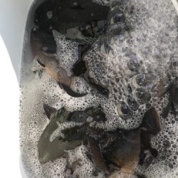 鵜来島家本渡船 釣果