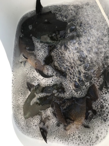 鵜来島家本渡船 釣果