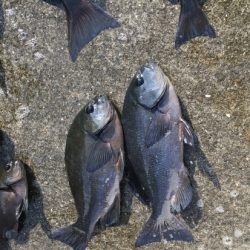 鵜来島家本渡船 釣果