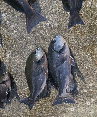 鵜来島家本渡船 釣果