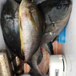 鵜来島家本渡船 釣果