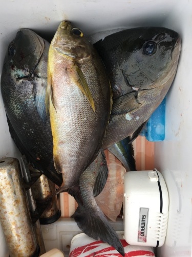 鵜来島家本渡船 釣果