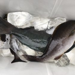 鵜来島家本渡船 釣果