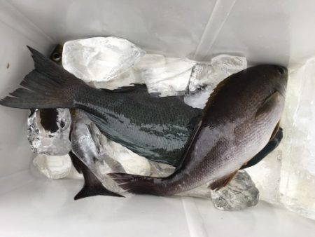 鵜来島家本渡船 釣果