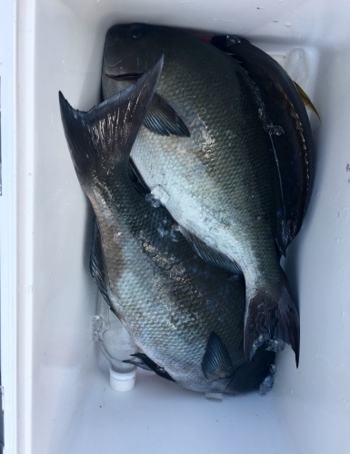 鵜来島家本渡船 釣果