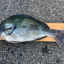 鵜来島家本渡船 釣果