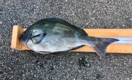 鵜来島家本渡船 釣果