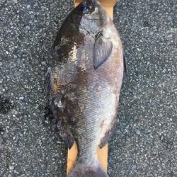 鵜来島家本渡船 釣果