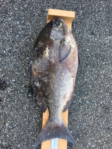 鵜来島家本渡船 釣果