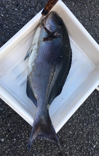 鵜来島家本渡船 釣果